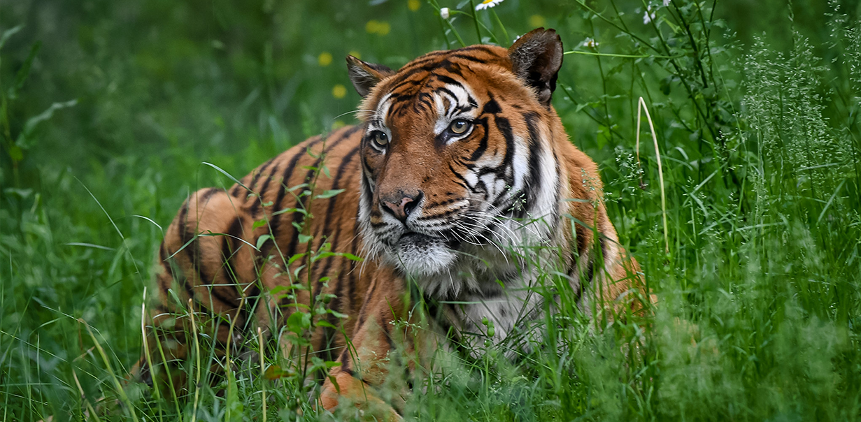 tigre