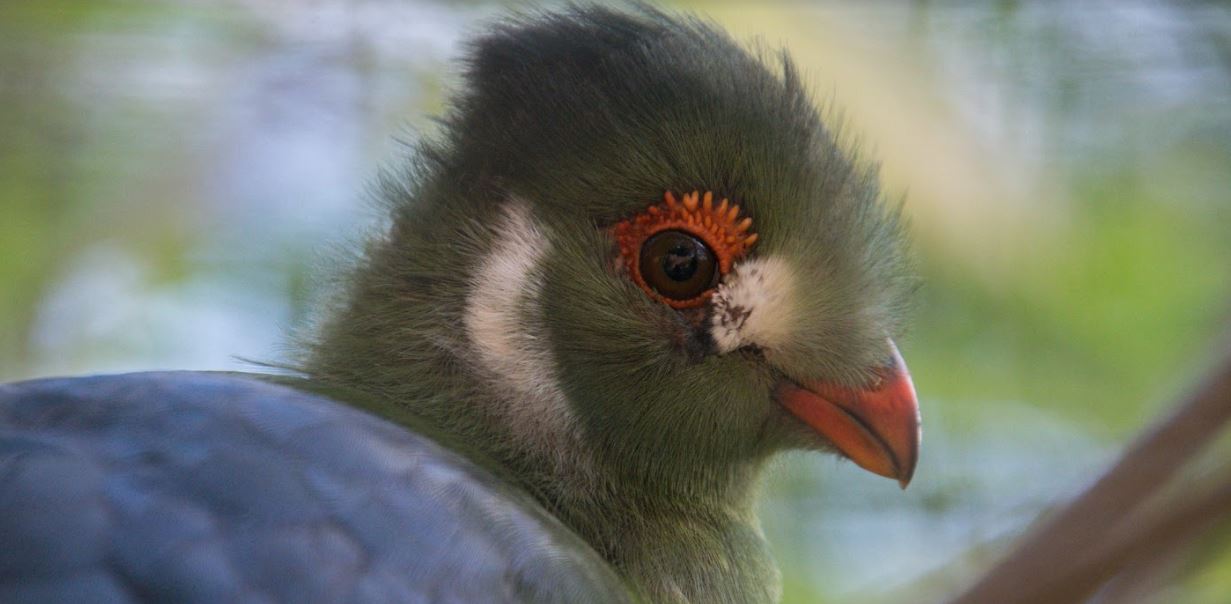 touraco