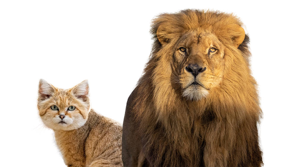 visuel animaux newsletter 2