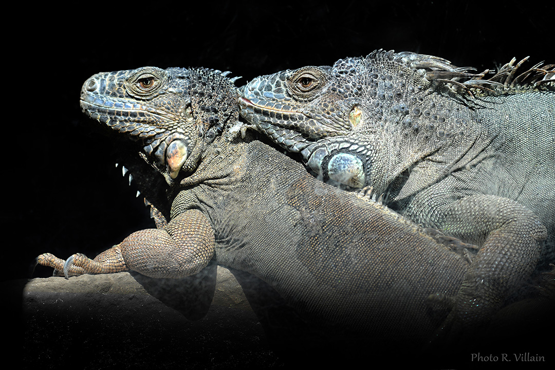 iguane vert zoo mervent